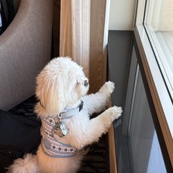Drury Plaza Hotel Nashville Franklin - My dog watching people