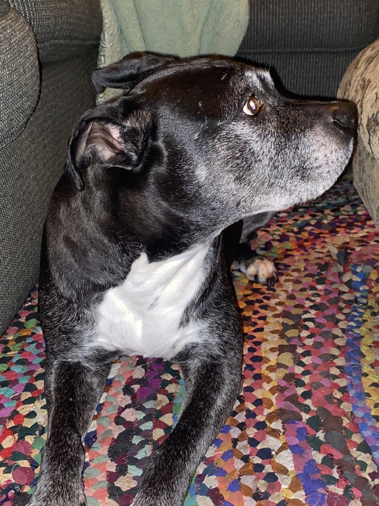 MEEGAN KENNELS Updated September 2024 10 Reviews 5177 Watkins Rd