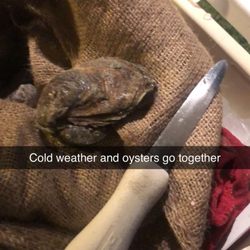 Wilson's Oysters