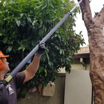 Acevedo Tree Service - Tree Services Near Me Acevedo Tree Service - Tree Services Near Me