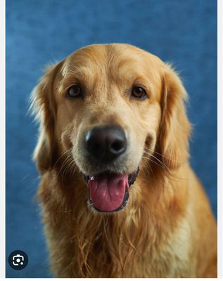 Brenda’s House Cleaning & House Sitting