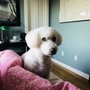 Photo of Bark In Style Mobile Grooming