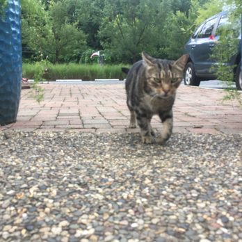 Tropic Bay Water Gardens - Do the Cat Walk! - Aquarium Services Near Me - Davidsonville, Maryland Tropic Bay Water Gardens - Do the Cat Walk! - Aquarium Services Near Me - Davidsonville, Maryland