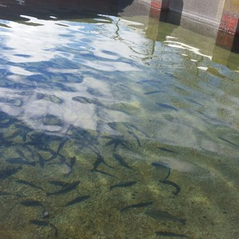 Klamath Fish Hatchery - Aquariums Near Me - Chiloquin, Oregon Klamath Fish Hatchery - Aquariums Near Me - Chiloquin, Oregon