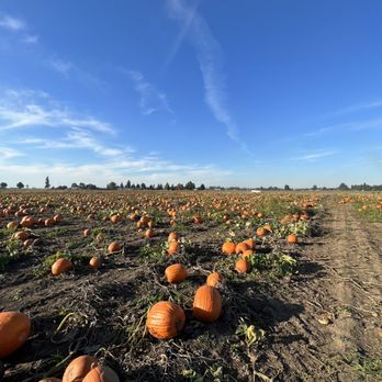 Bauman's Farm and Garden - pumpkin patch - Fruits & Veggies Near Me - Gervais, Oregon
