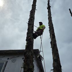 Lionels Tree Care