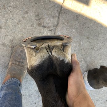 Cortes Horseshoeing - Farriers Near Me Cortes Horseshoeing - Farriers Near Me