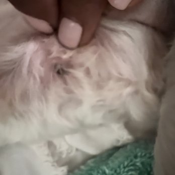 Barking Spot - Scab inside his ear from a cut the groomer gave him and did not let me know about. - Pet Stores Near Me - Chula Vista, California