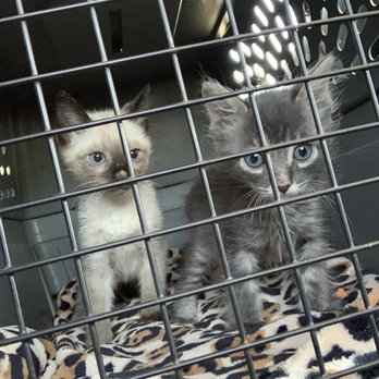 San Diego Humane Society - Animal Shelters Near Me - Oceanside, California San Diego Humane Society - Animal Shelters Near Me - Oceanside, California