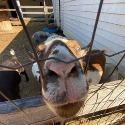 goats we fed!! goats we fed!!