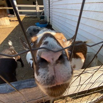 Massanutten Country Corner - goats we fed!! - Grocery Near Me - Luray, Virginia Massanutten Country Corner - goats we fed!! - Grocery Near Me - Luray, Virginia