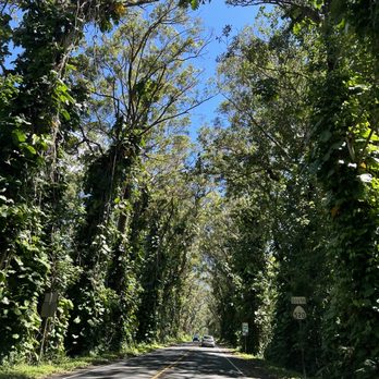 Maluhia Road Tree Tunnel - Landmarks & Historical Buildings Near Me Maluhia Road Tree Tunnel - Landmarks & Historical Buildings Near Me
