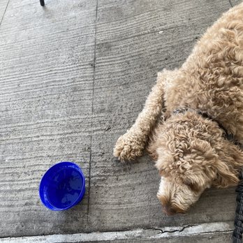Bruncheon - Water bowl for our dog Gemma - Breakfast & Brunch Near Me - Richardson, Texas Bruncheon - Water bowl for our dog Gemma - Breakfast & Brunch Near Me - Richardson, Texas