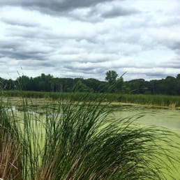 View from the wetlands