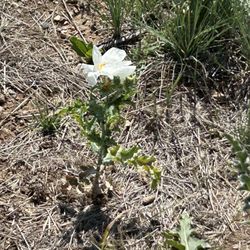 Coalton Trail Head - Prickly poppy