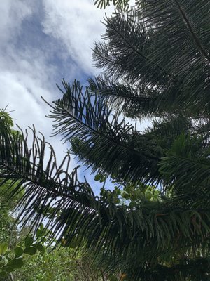 Hauʻula Loop Trail by null