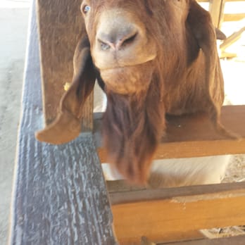 Centennial Farm - Benny! - Venues & Event Spaces Near Me - Costa Mesa, California Centennial Farm - Benny! - Venues & Event Spaces Near Me - Costa Mesa, California