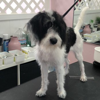 Madagascar Pet Services - Before her trim but after her wash. She was still very shaggy! - Pet Groomers Near Me - Sunnyside, New York