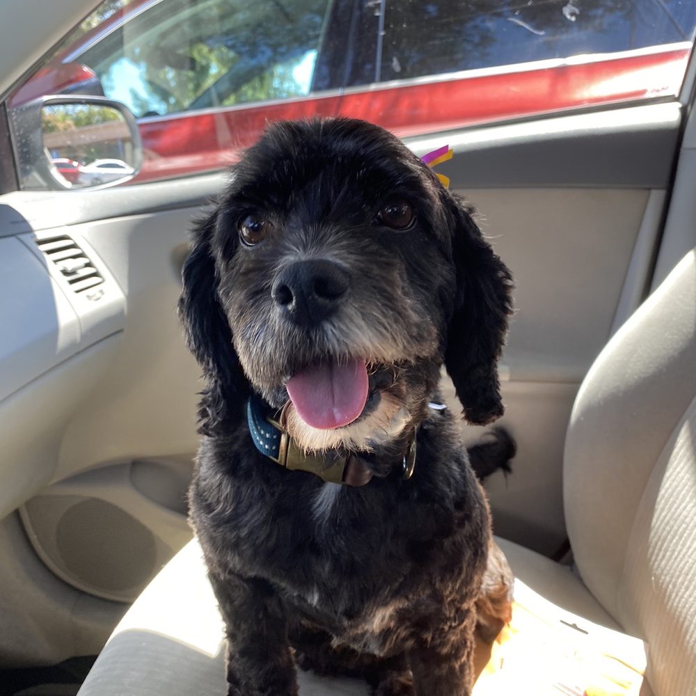 You Dirty Dog - Luna after her groom! Bows in her ears smells so so fresh :) - Pet Groomers Near Me - Long Beach, California You Dirty Dog - Luna after her groom! Bows in her ears smells so so fresh :) - Pet Groomers Near Me - Long Beach, California