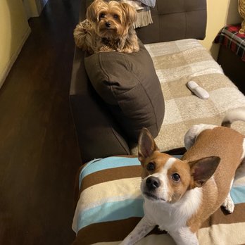 Amazon Animal Hospital - Veterinarians Near Me - Chula Vista, California Amazon Animal Hospital - Veterinarians Near Me - Chula Vista, California