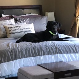 Slider just loves Jose, his pet sitter Slider just loves Jose, his pet sitter