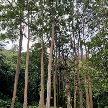 Hana Highway - Large trees situated in the Keanae Arboretum. - Landmarks & Historical Buildings Near Me - Paia, Hawaii Hana Highway - Large trees situated in the Keanae Arboretum. - Landmarks & Historical Buildings Near Me - Paia, Hawaii