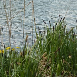 rund um den Alpsee