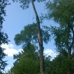 National Tree Service - Back yard hand climbing elm removal