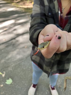 Ferry Beach State Park by null
