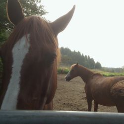 Cougar Mountain Stables - Cowboy