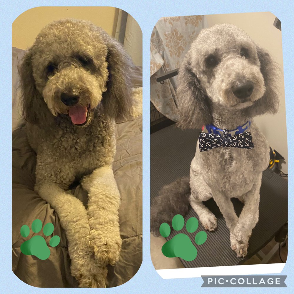 Dawg Cutz By Mandi - pet boarding facility in Benton, AR