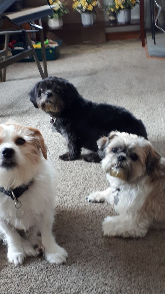 SHAKE A PAW PET SALON Updated September 2024 11 Photos 3