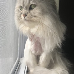Door to Door Housecall dogs and cat grooming
