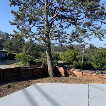 JMV Tree Service - Before - Tree Services Near Me - Hayward, California