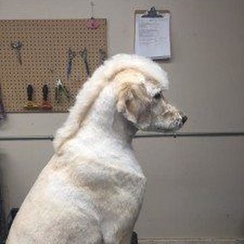 Plush Paws Dog Grooming - This is my dog. - Pet Groomers Near Me - Antioch, California Plush Paws Dog Grooming - This is my dog. - Pet Groomers Near Me - Antioch, California
