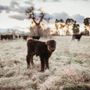 Photo of August Family Farm