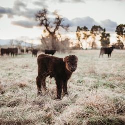 August Family Farm - Baby Winter
@stephaniehennessyphotography