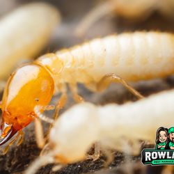 Rowland Pest Management