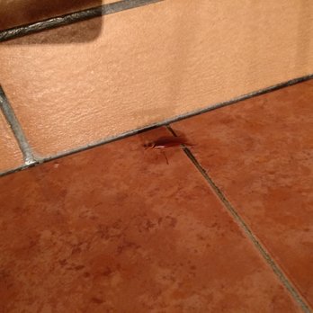 Ciutat Comtal - Cockroach in the men's bathroom. I named him Henry. Say 'hi' to Henry for me if you see him. - Tapas Bars Near Me - Barcelona, B Ciutat Comtal - Cockroach in the men's bathroom. I named him Henry. Say 'hi' to Henry for me if you see him. - Tapas Bars Near Me - Barcelona, B