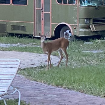 Vitambi Springs - Deer in pool area - Resorts Near Me - Clewiston, Florida