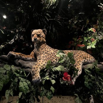 Rainforest Cafe - Inside - American Near Me - Auburn Hills, Michigan Rainforest Cafe - Inside - American Near Me - Auburn Hills, Michigan
