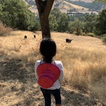 Pleasanton Ridge Regional Park - The kids love cow watching. - Parks Near Me - Pleasanton, California