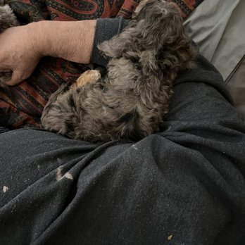 Whats Up Doods - Pickle resting with dad very happy and safe pickle likes to sleep and run around crazy - Pet Services Near Me - Tuolumne, California Whats Up Doods - Pickle resting with dad very happy and safe pickle likes to sleep and run around crazy - Pet Services Near Me - Tuolumne, California