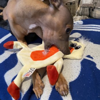 Big Als Feed & Pet - Love at first squeak!! - Pet Stores Near Me - Los Angeles, California Big Als Feed & Pet - Love at first squeak!! - Pet Stores Near Me - Los Angeles, California