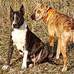 Animal General - Miss Dixie in front She's a rat terrier. And her baby daddy in the back mister chaos Is a Catahoula.