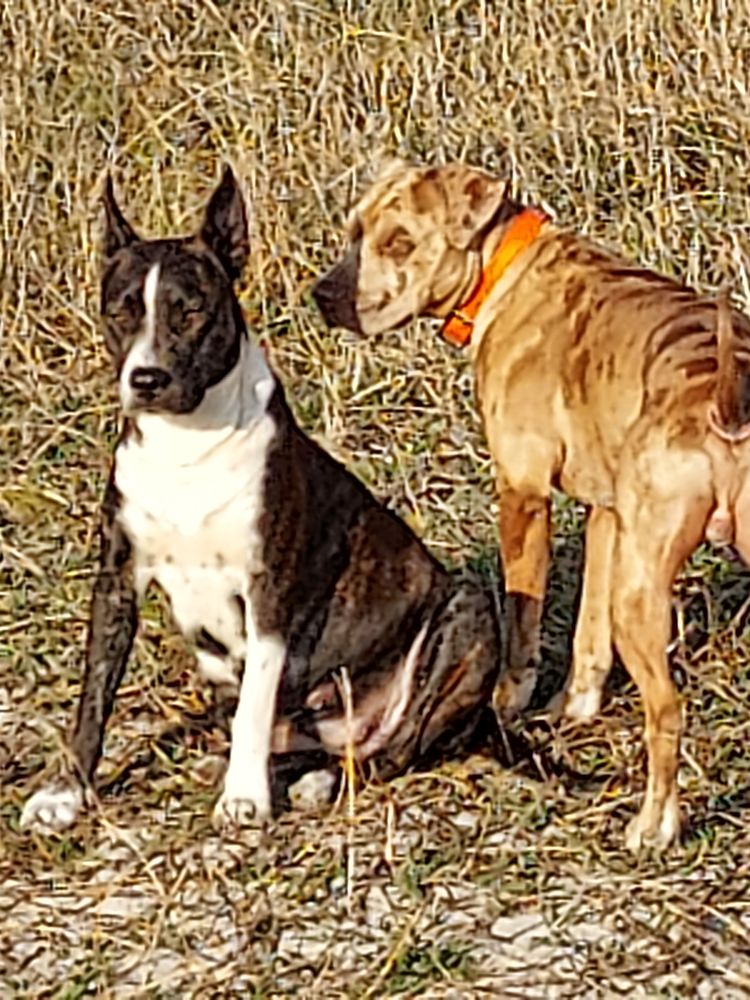 ANIMAL GENERAL HOSPITAL Updated September 2024 24936 Hwy 69, Jasper, Alabama Veterinarians