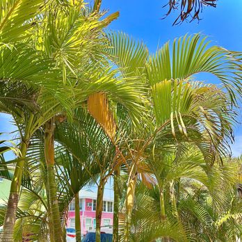 The Tiki Bar - Palms - Tiki Bars Near Me - Gulfport, Florida