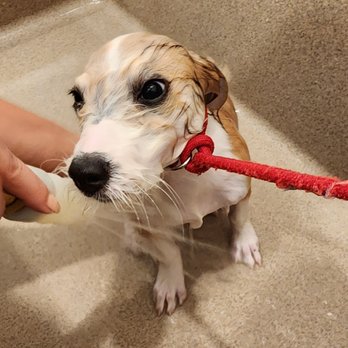 Cookies N Clean - Pet Groomers Near Me - Phoenix, Arizona Cookies N Clean - Pet Groomers Near Me - Phoenix, Arizona
