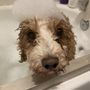 Photo of Uncle Dave's Mobile Dog Grooming
