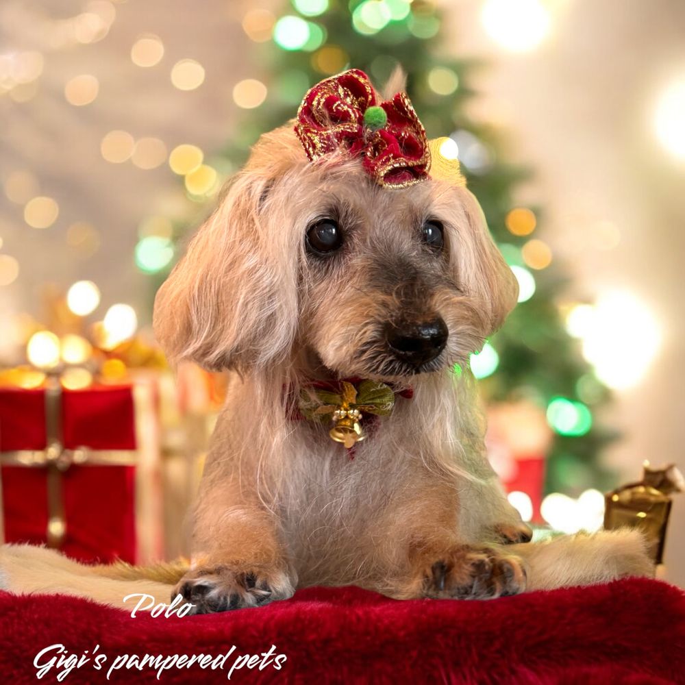 Gigi s Pampered Pets Image